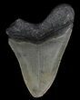Bargain, Megalodon Tooth - North Carolina #67100-1